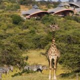 ケニアのおしゃれ観光スポット: 本格サバンナで動物見てワニを食う