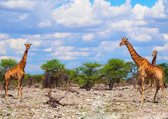 ナミビアの夜空