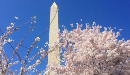 ワシントンの観光スポット:白亜の建物に囲まれた天国?