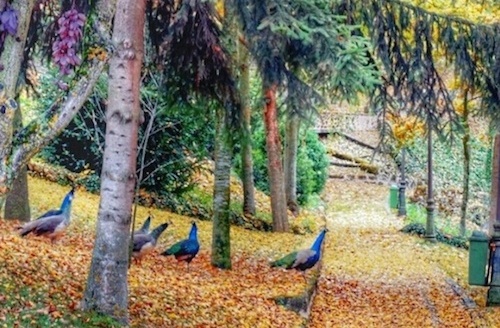 アルカサル庭園