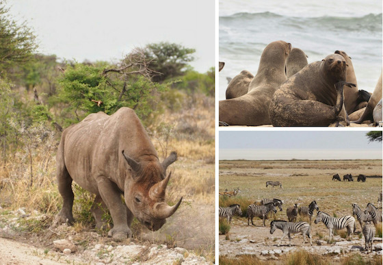 ホテルからの動物観察