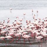 ナミビアのおしゃれ観光スポット：砂漠、動物、海全てが揃う