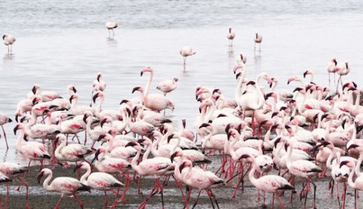 ナミビアのおしゃれ観光スポット：砂漠、動物、海全てが揃う