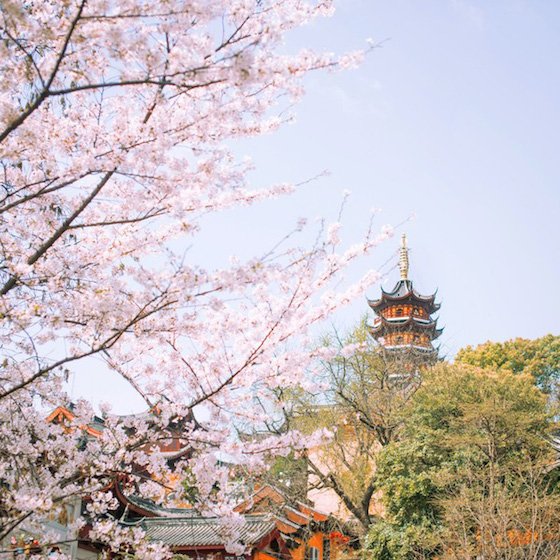鶏鳴寺と桜