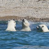 カナダチャーチルのおしゃれ観光スポット：極地の動物たちに会いに行こう