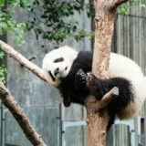 中国成都のおしゃれ観光スポット：激辛四川料理で刺激されパンダで癒される！